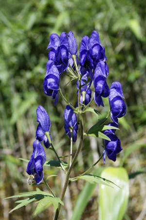 ミヤマトリカブト Photo And Essay